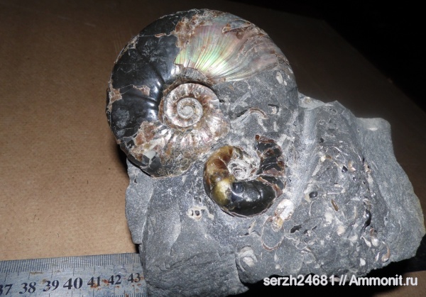 аммониты, моллюски, мел, Россия, головоногие моллюски, мезозойская эра, беспозвоночные, Ammonites, Eogaudryceras, Zuercherella, Краснодарский край, р. Курджипс, Cretaceous