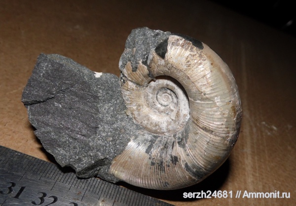 аммониты, моллюски, мел, Россия, головоногие моллюски, мезозойская эра, беспозвоночные, Ammonites, Lytoceras, Lytoceratina, Краснодарский край, р. Курджипс, Cretaceous