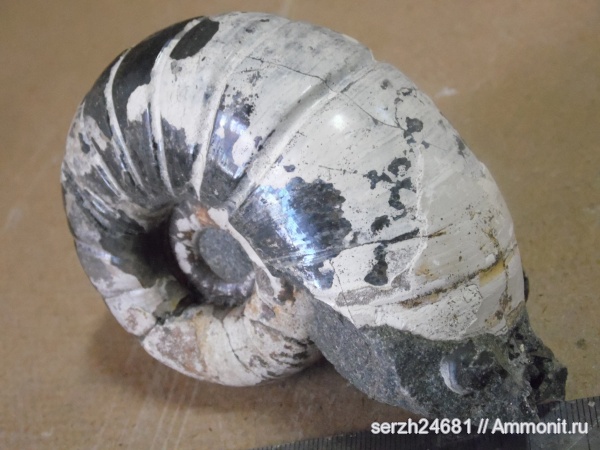 аммониты, моллюски, мел, Россия, головоногие моллюски, мезозойская эра, беспозвоночные, Ammonites, Eogaudryceras, Краснодарский край, р. Курджипс, Cretaceous