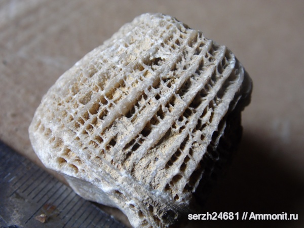 мел, кораллы, Россия, мезозойская эра, Краснодарский край, р. Курджипс, Cretaceous