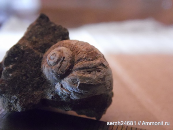 моллюски, мел, Россия, брюхоногие моллюски, мезозойская эра, беспозвоночные, Краснодарский край, р. Курджипс, Cretaceous