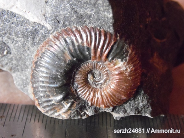 аммониты, моллюски, мел, Россия, головоногие моллюски, мезозойская эра, беспозвоночные, Ammonites, Acanthohoplites, Краснодарский край, р. Курджипс, Cretaceous