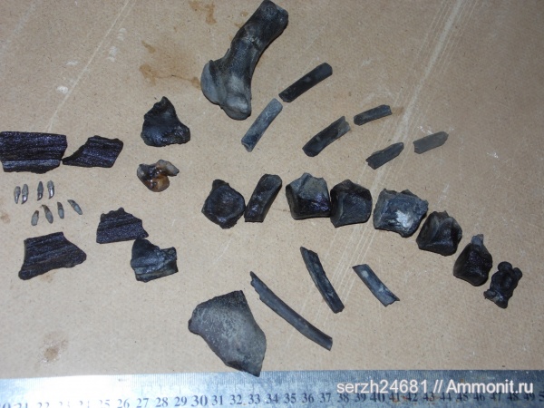 неоген, Россия, рыбы, позвоночные, кайнозойская эра, Краснодарский край, р. Пшеха, fish