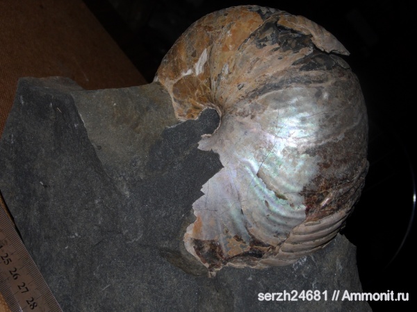 моллюски, мел, Россия, наутилусы, головоногие моллюски, мезозойская эра, беспозвоночные, Cymatoceras, Краснодарский край, Nautilida, р. Курджипс, Cretaceous