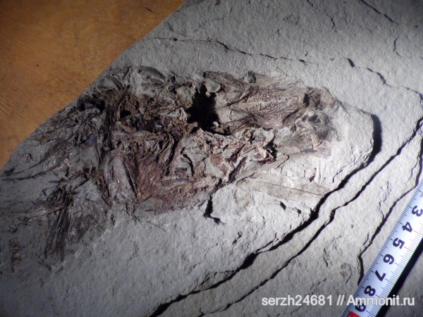 неоген, Россия, рыбы, позвоночные, кайнозойская эра, Краснодарский край, р. Пшеха, fish