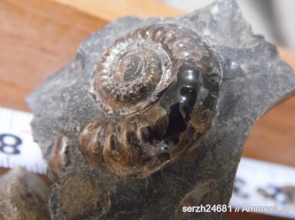 моллюски, мел, Россия, брюхоногие моллюски, мезозойская эра, беспозвоночные, Краснодарский край, р. Курджипс, Nummogaultina, Cretaceous