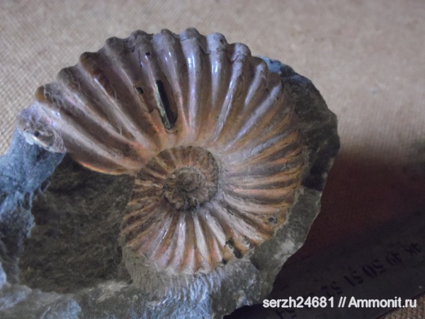 аммониты, моллюски, мел, Россия, головоногие моллюски, мезозойская эра, беспозвоночные, Ammonites, Acanthohoplites, Краснодарский край, р. Курджипс, Cretaceous