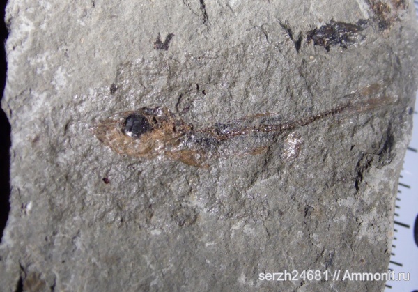 неоген, Россия, рыбы, позвоночные, кайнозойская эра, Краснодарский край, р. Пшеха, fish