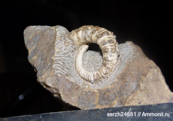 аммониты, моллюски, мел, Россия, гетероморфные аммониты, головоногие моллюски, мезозойская эра, беспозвоночные, Ammonitoceras, Ammonites, Краснодарский край, р. Курджипс, Cretaceous, heteromorph ammonites