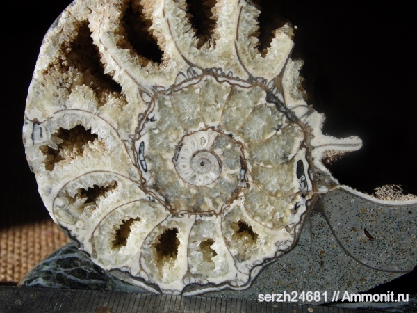 моллюски, мел, Россия, головоногие моллюски, мезозойская эра, беспозвоночные, Cretaceous