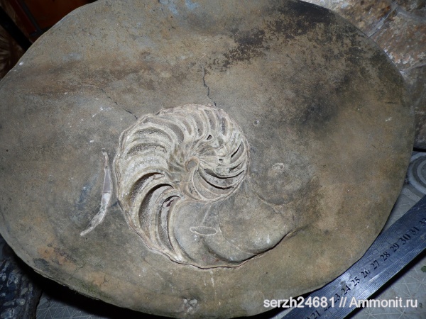 моллюски, мел, Россия, головоногие моллюски, мезозойская эра, беспозвоночные, Cymatoceras, Краснодарский край, Nautilida, р. Курджипс, Cretaceous