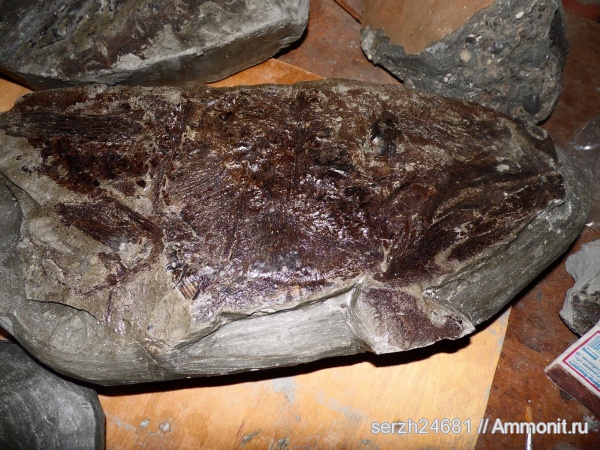 неоген, Россия, рыбы, кайнозойская эра, Краснодарский край, fish