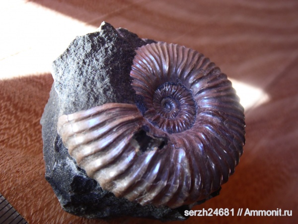 аммониты, моллюски, мел, Россия, головоногие моллюски, мезозойская эра, беспозвоночные, Ammonites, Краснодарский край, р. Курджипс, Cretaceous