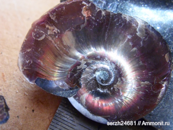 аммониты, моллюски, мел, Россия, головоногие моллюски, мезозойская эра, беспозвоночные, Ammonites, Zuercherella, Краснодарский край, р. Курджипс, Cretaceous