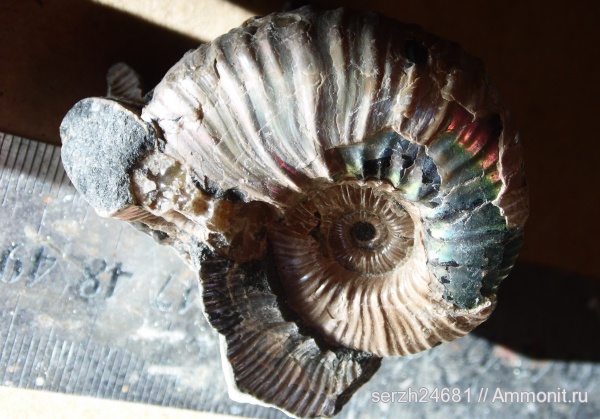 аммониты, моллюски, мел, Россия, головоногие моллюски, мезозойская эра, беспозвоночные, Ammonites, Acanthohoplites, Краснодарский край, р. Курджипс, Cretaceous