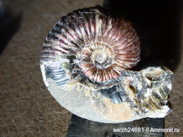 аммониты, моллюски, Россия, головоногие моллюски, мезозой, беспозвоночные, нижний мел, аптский ярус, Ammonites, Acanthohoplites, Краснодарский край, р. Курджипс, Aptian, Lower Cretaceous