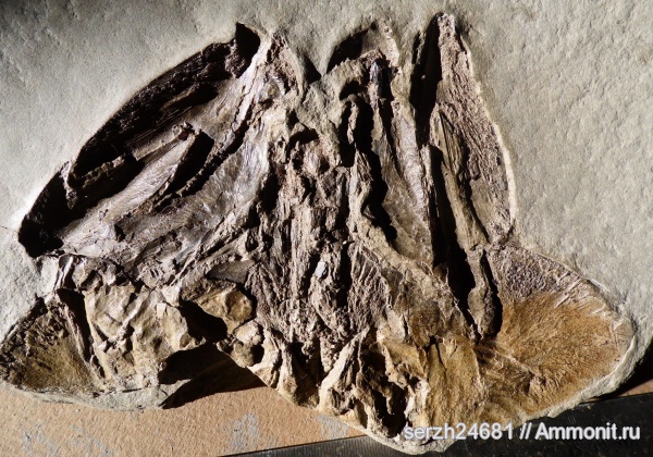 неоген, Россия, рыбы, позвоночные, кайнозой, р. Пшеха, fish