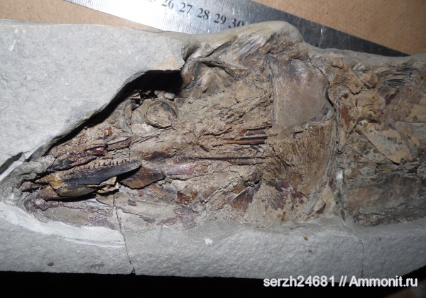 неоген, Россия, рыбы, позвоночные, кайнозой, Краснодарский край, р. Пшеха, fish