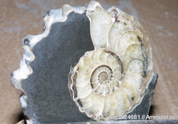 аммониты, моллюски, Россия, головоногие моллюски, мезозой, беспозвоночные, нижний мел, Epicheloniceras, аптский ярус, Ammonites, Краснодарский край, р. Курджипс, Aptian, Lower Cretaceous