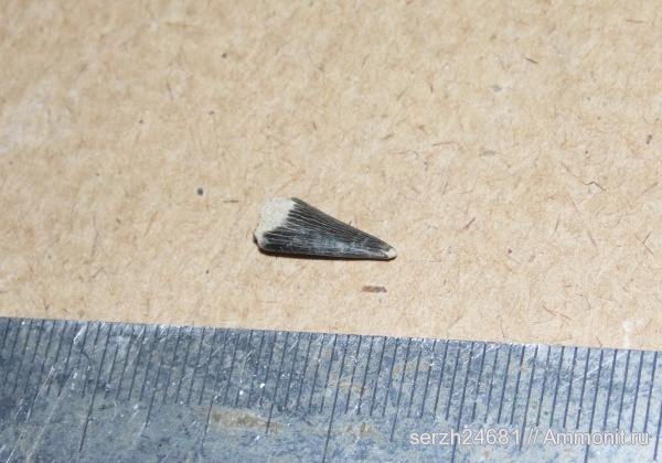 Россия, мезозой, нижний мел, аптский ярус, Краснодарский край, р. Курджипс, Aptian, Lower Cretaceous