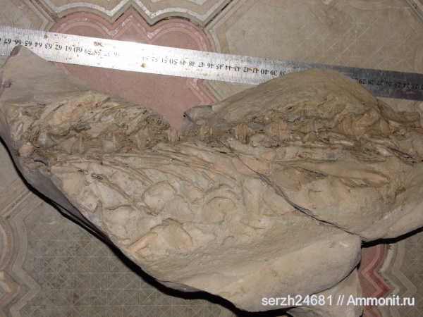 неоген, Россия, рыбы, позвоночные, кайнозой, Краснодарский край, р. Пшеха, fish