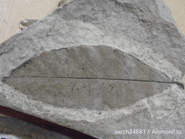 неоген, Россия, растения, кайнозой, голосеменные, высшие растения, Краснодарский край, р. Пшеха