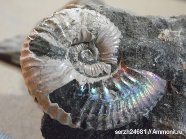 аммониты, моллюски, Россия, головоногие моллюски, мезозой, беспозвоночные, нижний мел, аптский ярус, Ammonites, Acanthohoplites, Краснодарский край, р. Курджипс, Aptian, Lower Cretaceous