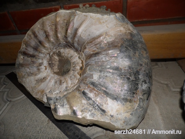 аммониты, моллюски, Россия, головоногие моллюски, мезозой, беспозвоночные, нижний мел, Ammonitoceras, аптский ярус, Ammonites, Краснодарский край, р. Курджипс, Aptian, Lower Cretaceous