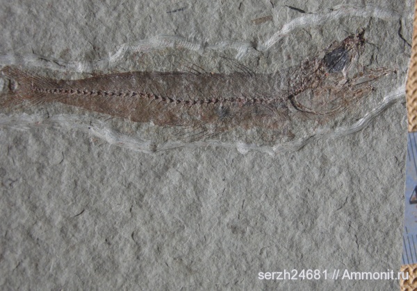 неоген, Россия, рыбы, позвоночные, кайнозой, Краснодарский край, р. Пшеха, fish