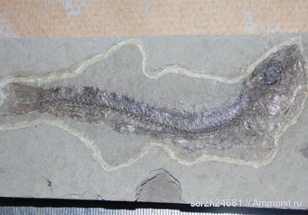 неоген, Россия, рыбы, позвоночные, Краснодарский край, р. Пшеха, fish