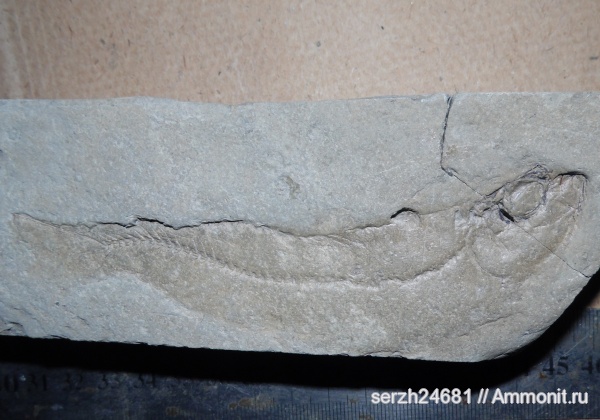 неоген, Россия, рыбы, позвоночные, Краснодарский край, р. Пшеха, fish