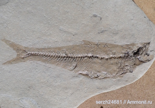 неоген, Россия, рыбы, позвоночные, кайнозой, Краснодарский край, р. Пшеха, fish