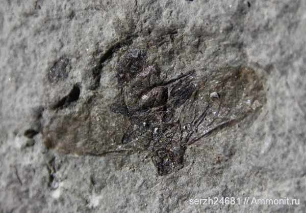 Насекомые Кайнозоя.