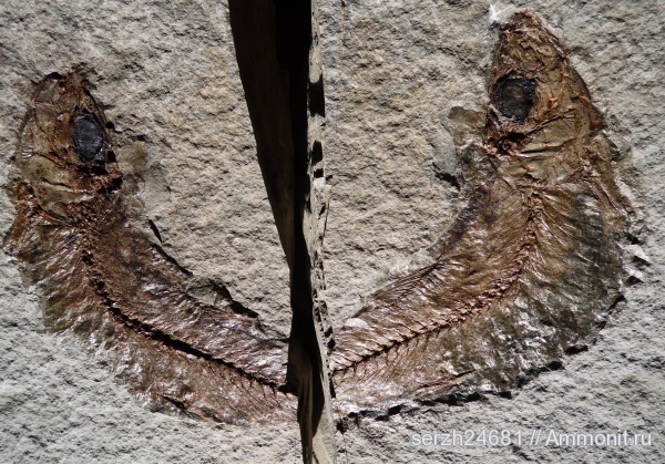 неоген, Россия, рыбы, позвоночные, кайнозой, Краснодарский край, р. Пшеха, fish