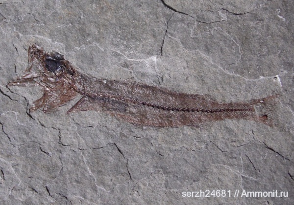 неоген, Россия, рыбы, позвоночные, кайнозой, Краснодарский край, р. Пшеха, fish