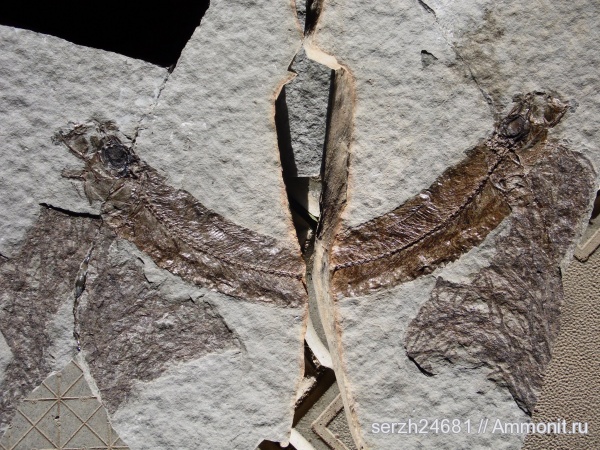 неоген, Россия, рыбы, позвоночные, кайнозой, Краснодарский край, р. Пшеха, fish