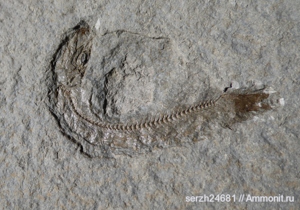 неоген, Россия, рыбы, позвоночные, кайнозой, Краснодарский край, р. Пшеха, fish