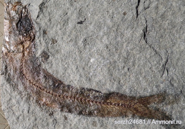 неоген, Россия, рыбы, позвоночные, кайнозой, Краснодарский край, р. Пшеха, fish