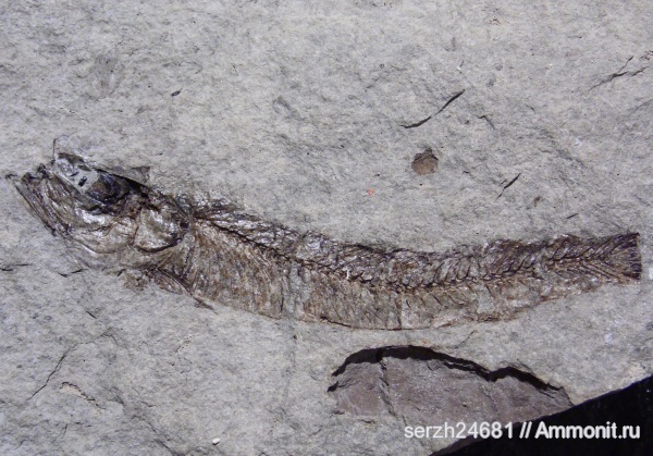 неоген, Россия, рыбы, позвоночные, кайнозой, Краснодарский край, р. Пшеха, fish