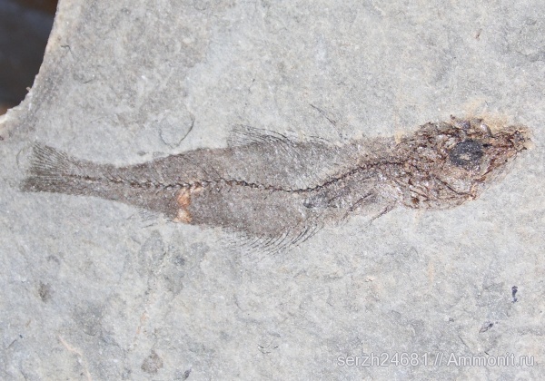 неоген, Россия, рыбы, позвоночные, кайнозой, Краснодарский край, р. Пшеха, fish