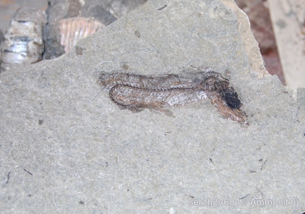 неоген, Россия, рыбы, позвоночные, кайнозой, Краснодарский край, р. Пшеха, fish