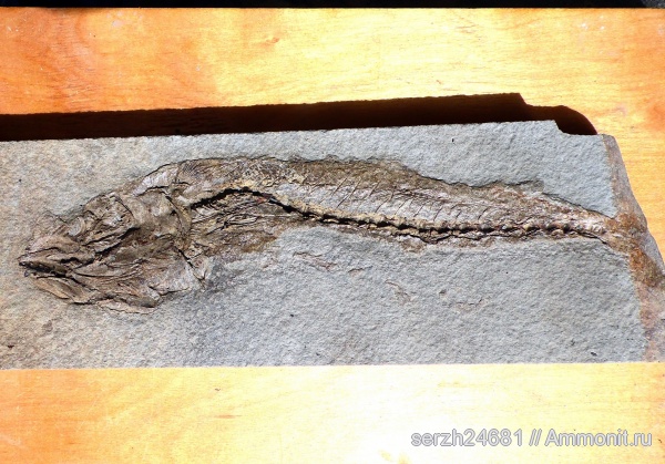 неоген, Россия, рыбы, позвоночные, кайнозой, Краснодарский край, р. Пшеха, fish