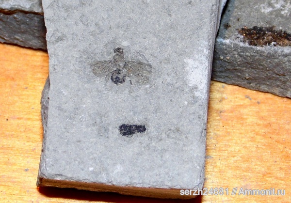 неоген, Россия, насекомые, членистоногие, кайнозой, Краснодарский край, р. Пшеха