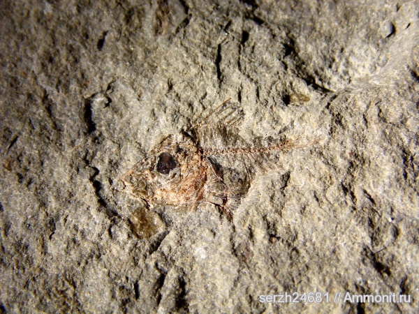 неоген, Россия, рыбы, позвоночные, кайнозой, Краснодарский край, р. Пшеха, fish