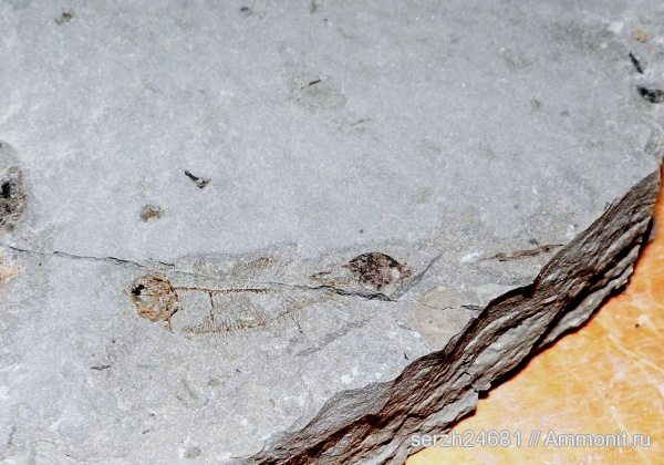 неоген, Россия, рыбы, позвоночные, кайнозой, Краснодарский край, р. Пшеха, fish