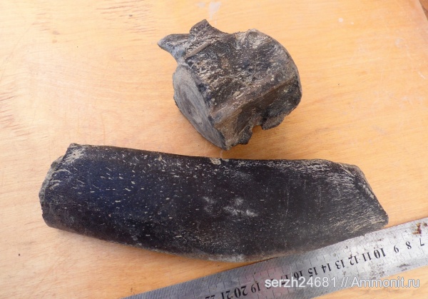 позвоночные, млекопитающие, кайнозой, Краснодарский край, р. Туха