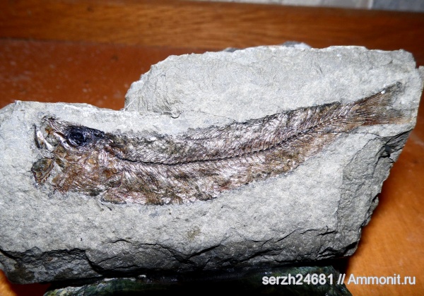 неоген, Россия, рыбы, позвоночные, кайнозой, Краснодарский край, р. Пшеха, fish