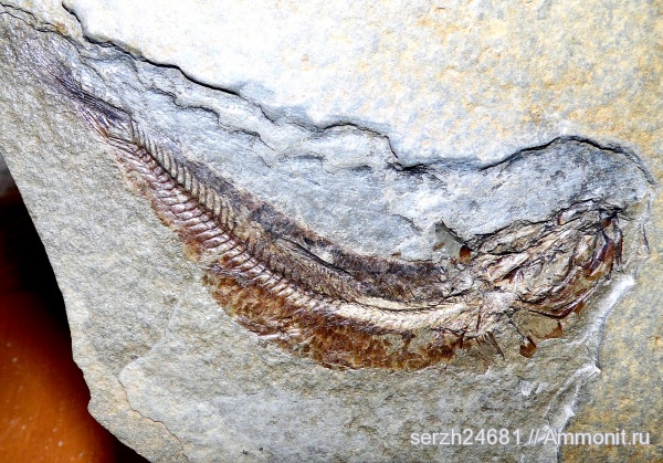 неоген, Россия, рыбы, позвоночные, кайнозой, Краснодарский край, р. Пшеха, fish