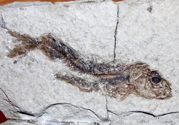 неоген, Россия, рыбы, позвоночные, кайнозой, Краснодарский край, р. Пшеха, fish