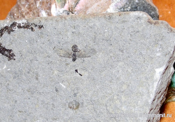 неоген, Россия, насекомые, членистоногие, кайнозой, Краснодарский край, р. Пшеха